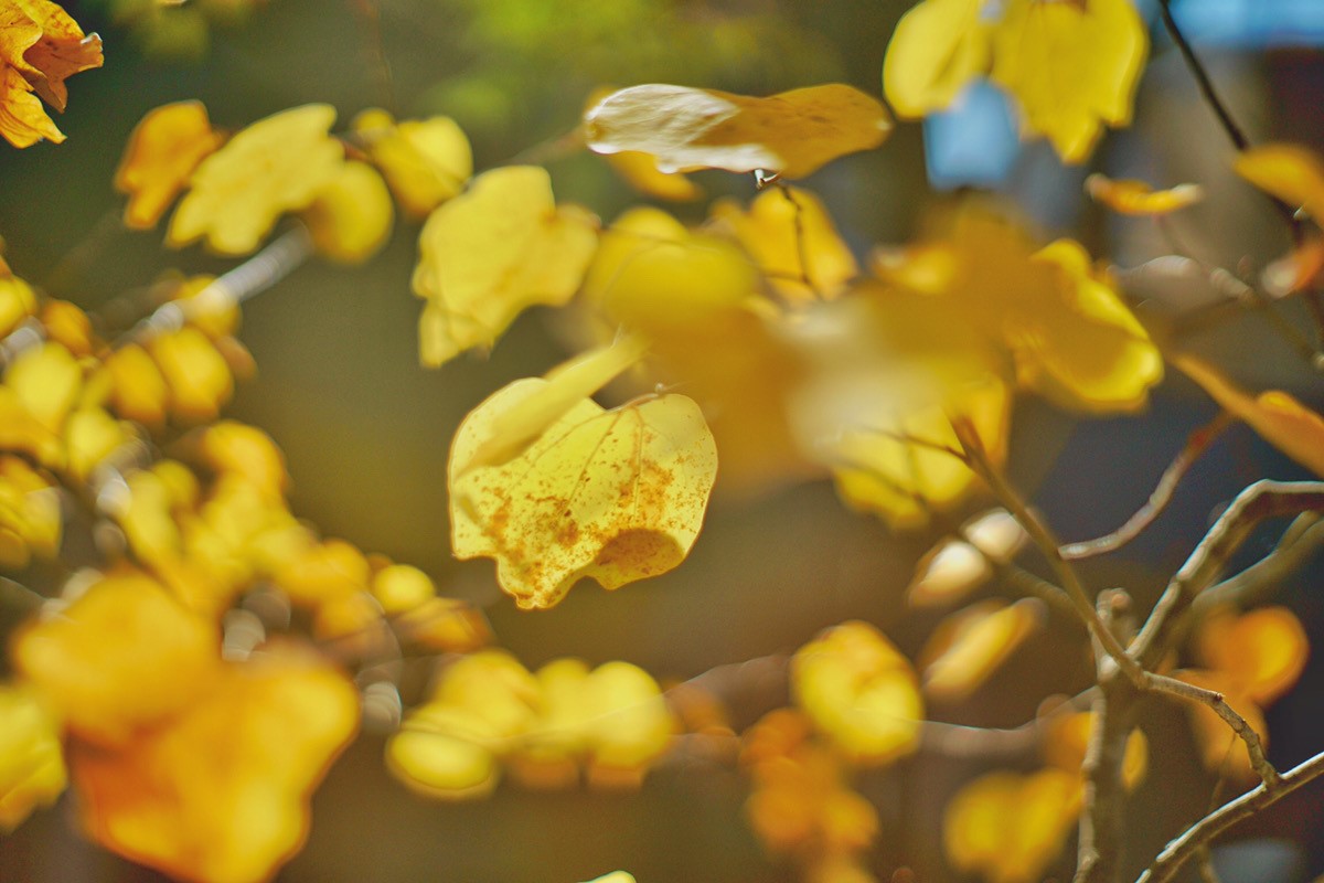黄色い葉